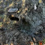This is a muddy yard in Hanahan caused by a leak at the water meter.